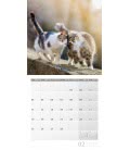 Nástěnný kalendář  Kočky / Katzen 2019