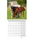 Wall calendar Pferde 2019