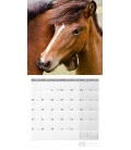 Wall calendar Pferde 2019