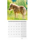 Nástěnný kalendář  Koně / Pferde 2019