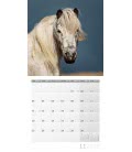 Wandkalender Pferde 2019