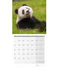 Nástěnný kalendář  Pandy / Pandas 2019