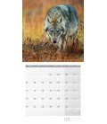 Wandkalender Wölfe 2019