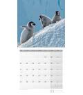 Wall calendar Pinguine 2019