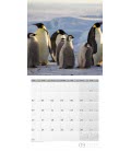 Wandkalender Pinguine 2019
