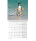 Wandkalender Pinguine 2019