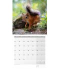 Nástěnný kalendář  Zvířata v lese / Heimische Wildtiere 2019
