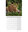 Nástěnný kalendář  Deštný prales / Regenwald 2019
