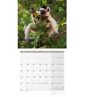 Nástěnný kalendář  Deštný prales / Regenwald 2019