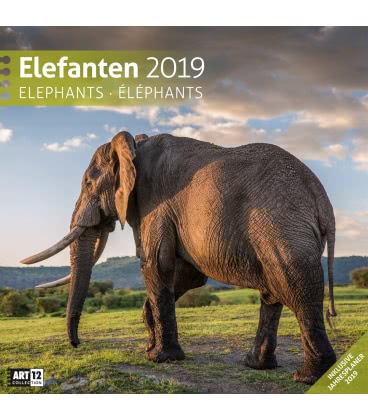Wandkalender Elefanten 2019