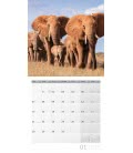 Wall calendar Elefanten 2019