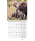 Wandkalender Elefanten 2019