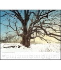 Nástěnný kalendář Kouzlo starých stromů / Vom Zauber alter Bäume 2019