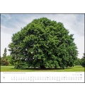 Nástěnný kalendář Stromy / Bäume 2019