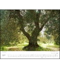 Nástěnný kalendář Stromy / Bäume 2019