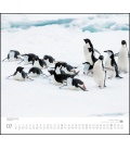 Wandkalender …geliebte Pinguine 2019