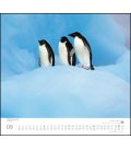 Wall calendar …geliebte Pinguine 2019
