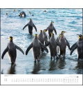 Wall calendar …geliebte Pinguine 2019