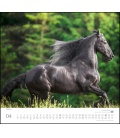 Wandkalender ...geliebte Pferde 2019