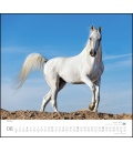 Nástěnný kalendář Koně / ...geliebte Pferde 2019
