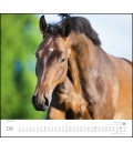 Wall calendar ...geliebte Pferde 2019