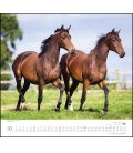 Wall calendar ...geliebte Pferde 2019