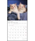 Wandkalender Samtpfötchen T&C 2019