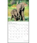 Nástěnný kalendář Sloni / Elefanten T&C 2019