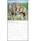 Nástěnný kalendář Sloni / Elefanten T&C 2019