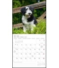 Wall calendar Welpen T&C  2019