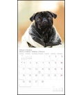 Wall calendar Der Mops T&C 2019