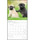 Wall calendar Der Mops T&C 2019