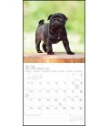 Wall calendar Der Mops T&C 2019