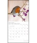 Nástěnný kalendář Ptáci / Heimische Vögel T&C 2019