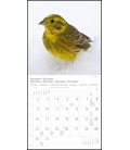 Wandkalender Heimische Vögel T&C 2019
