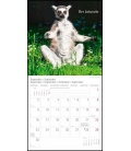 Nástěnný kalendář Jóga pro zvířata / Yoga für Tiere T&C 2019