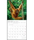 Nástěnný kalendář Jóga pro zvířata / Yoga für Tiere T&C 2019