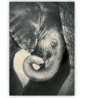 Nástěnný kalendář - Dřevěný obraz -  Little Elephant 2020