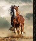 Nástěnný kalendář Horses Dreaming 2020