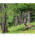 Wall calendar Forest/Wald/Les 2020
