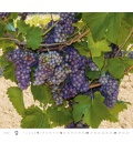Wandkalender Wine 2020