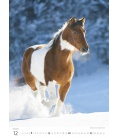 Nástěnný kalendář Horses/Pferde/Koně/Kone 2020