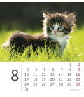 Tischkalender Mini Kittens 2020