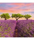 Nástěnný kalendář Provence - voňavý 2020