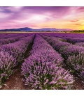Nástěnný kalendář Provence - voňavý 2020