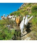 Wall calendar Llamas 2020