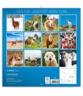 Wall calendar Llamas 2020