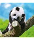 Wandkalender Pandas 2020