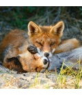 Wandkalender Foxie family 2020