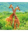 Wandkalender Wild Africa 2020
